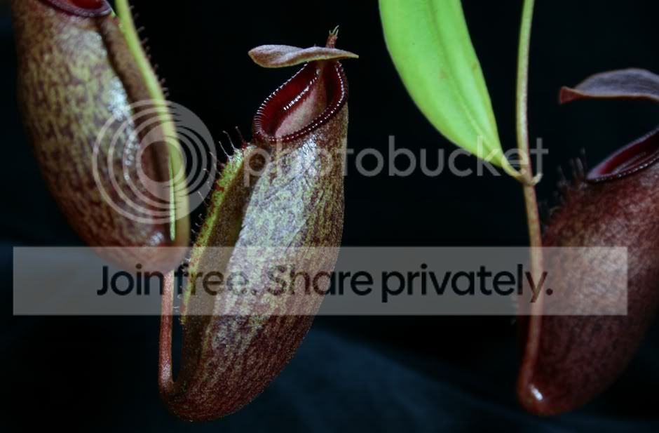 aristolochioidesxventricosaxtalangensis2.jpg