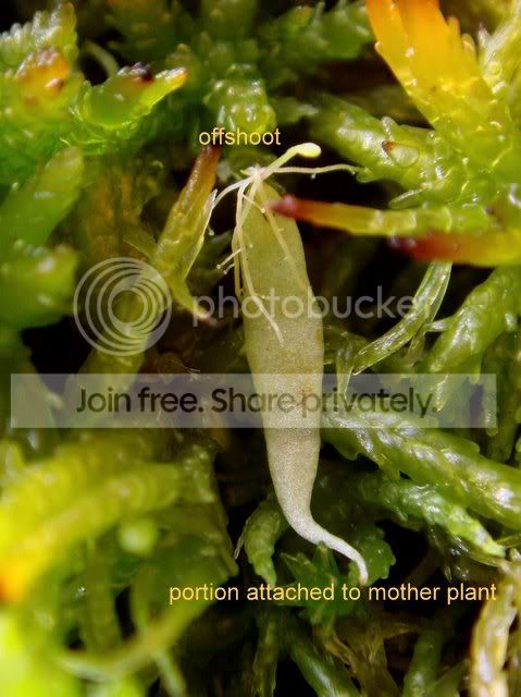 utricularia_longifolia_leaf_pulling.jpg