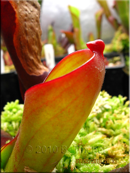 folliculata_side.jpg