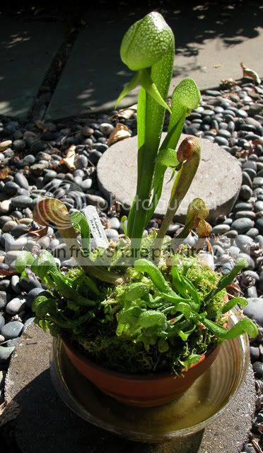 Darlingtonia.jpg