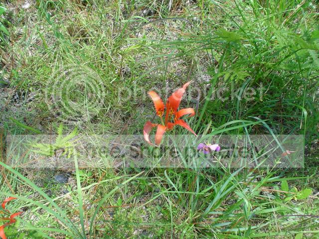 DSC03631.jpg
