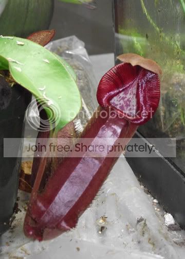 DSCF2328.jpg