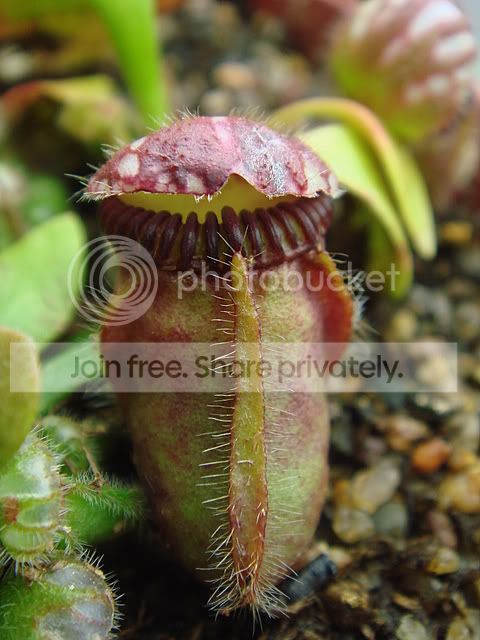 scceph_05035.jpg