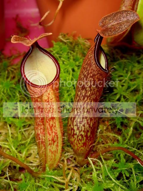 nepenthes_adnata_pitchers.jpg