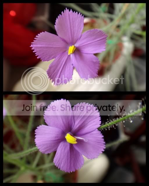 byblis_guehoi_flowers_190712.jpg