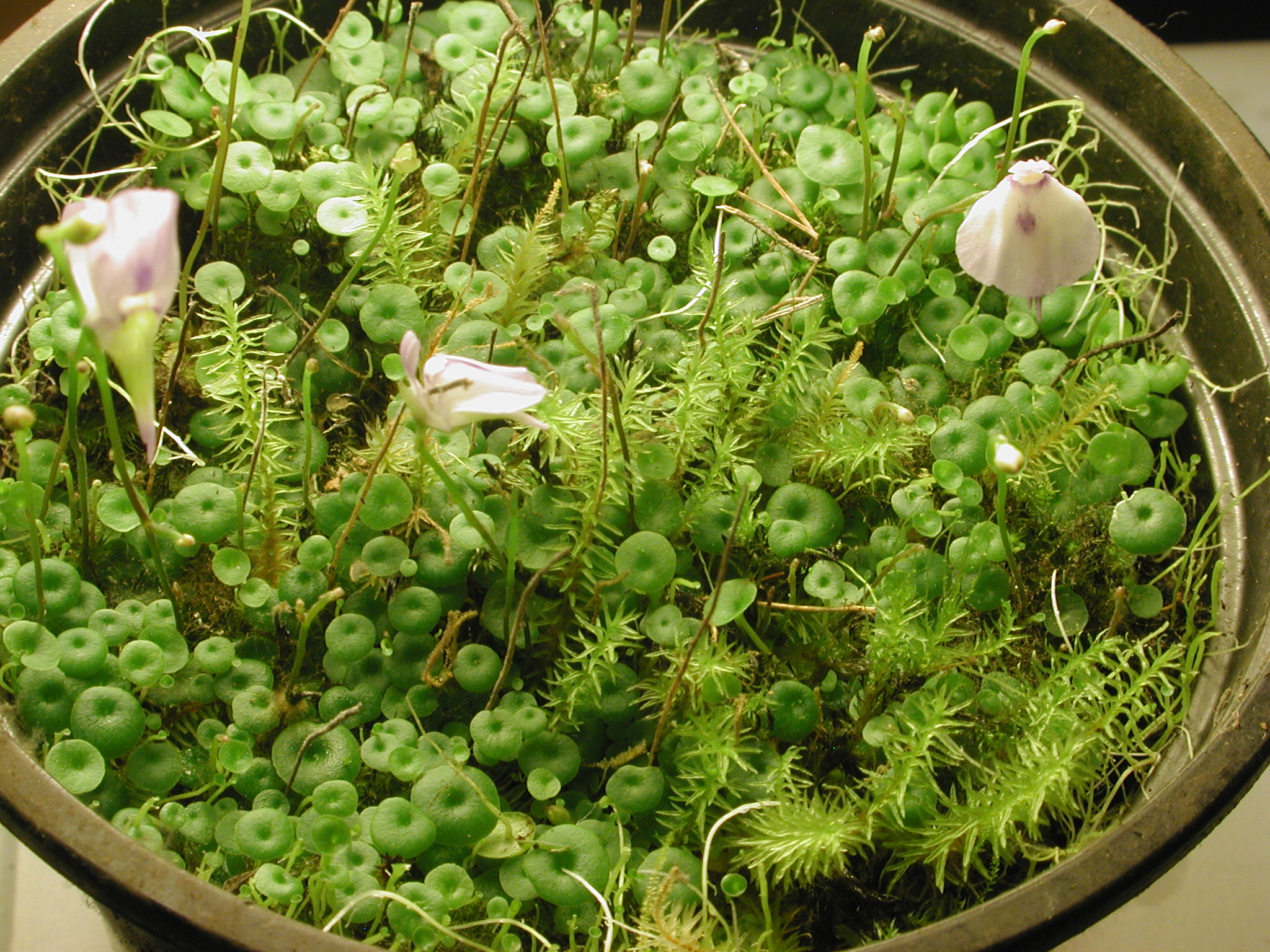 Utricularia_pubescens1.JPG