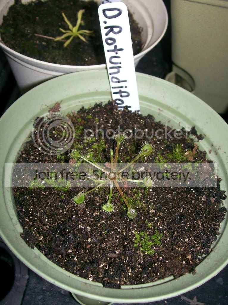 CarnivorousPlants022.jpg