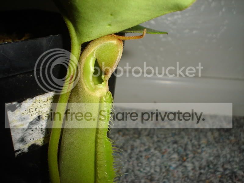 Truncatadeformed003.jpg