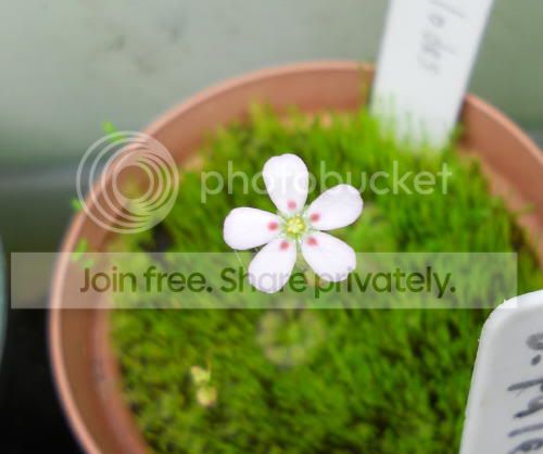 Dheloides_12-20-11.jpg