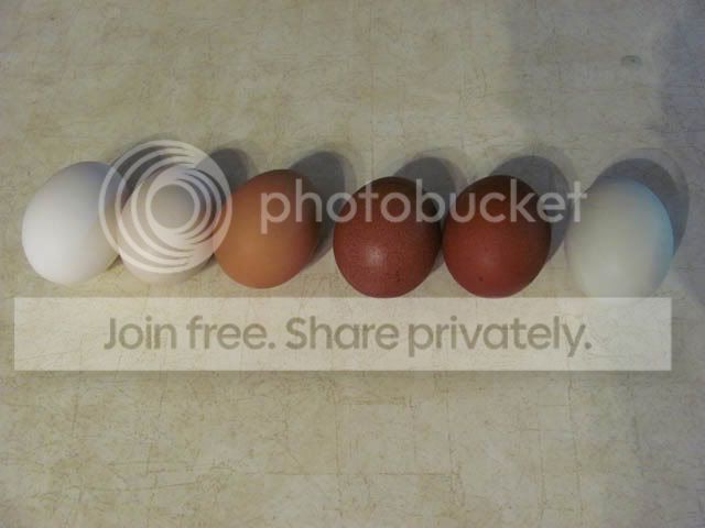 IMG_0158s.jpg