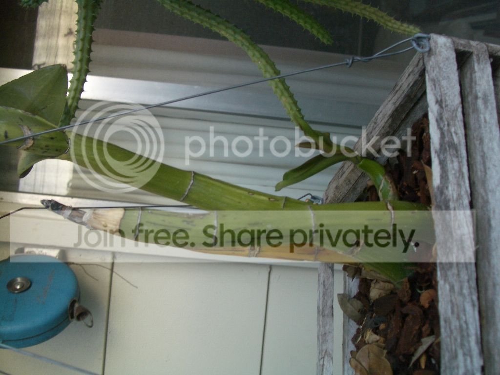 IMGP7459.jpg