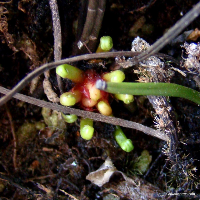hibernacula_Drosera_binata_T-form.JPG