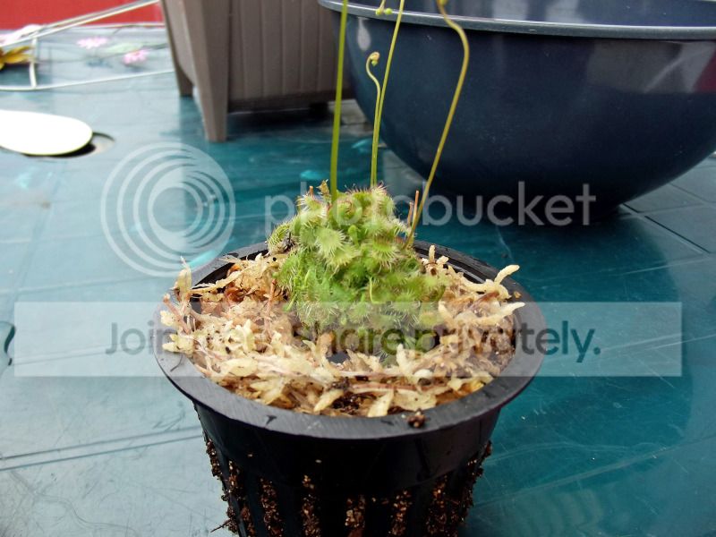 DSCF9067.jpg
