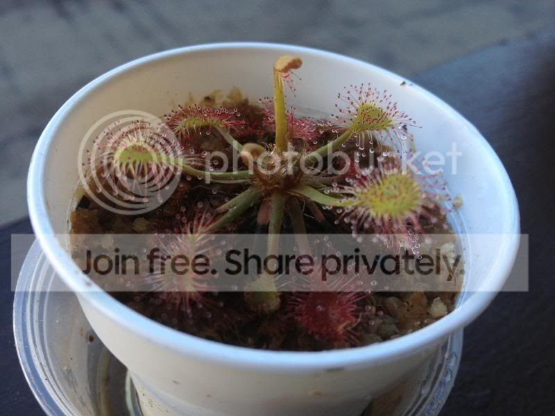 IMG_3033_zps2ad58df6.jpg