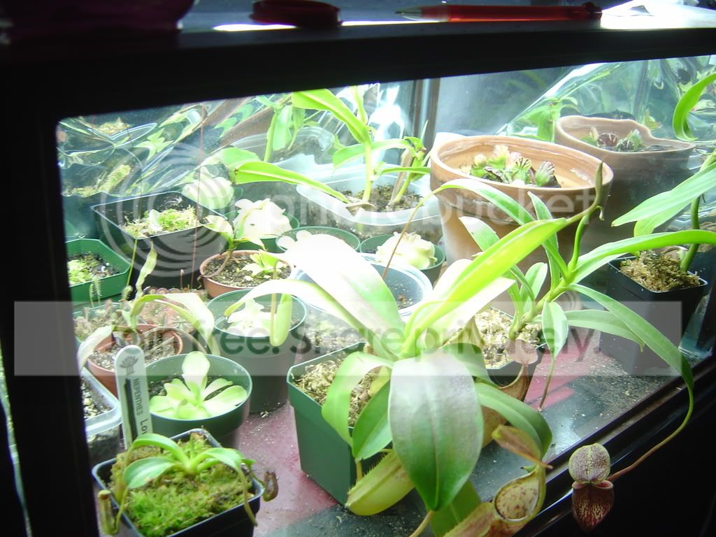 Terrarium5-26-08002.jpg