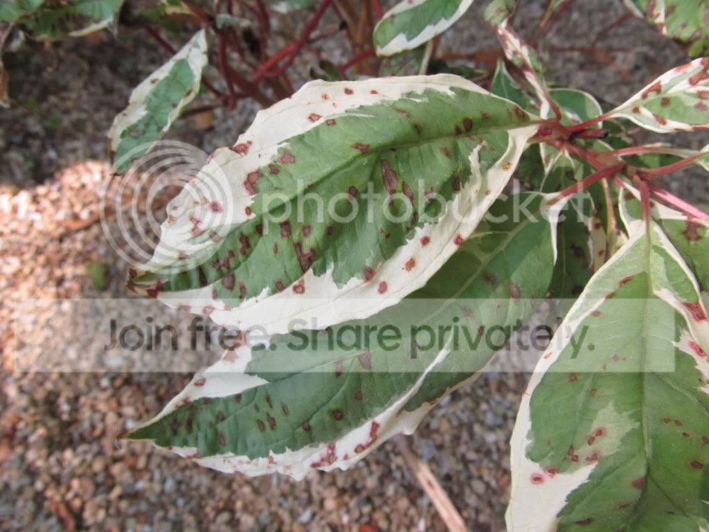 IMG_8922.jpg