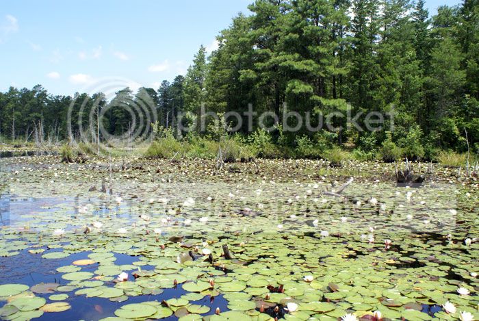 Pine-Barrens-09-012.jpg