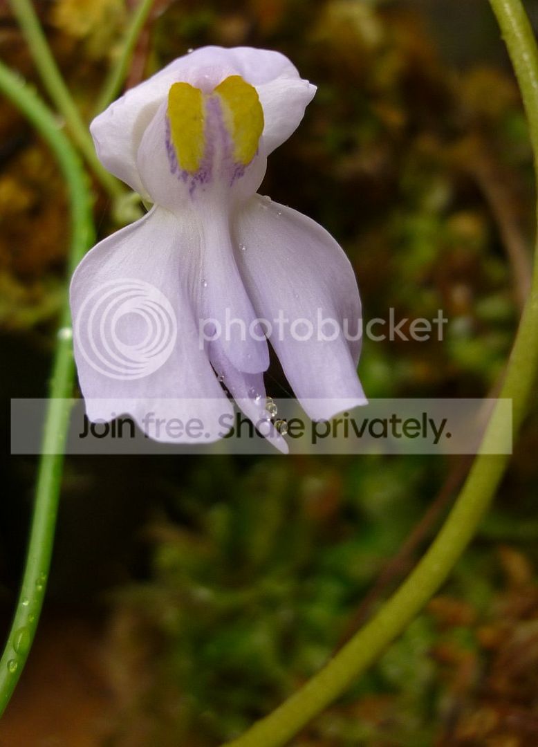 UnephrophyllaxUnelumbifoliafloweru101812insituRS.jpg