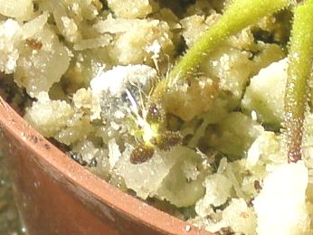 medusinae.jpg