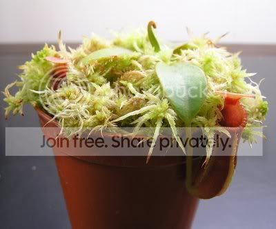 macrophylla2.jpg