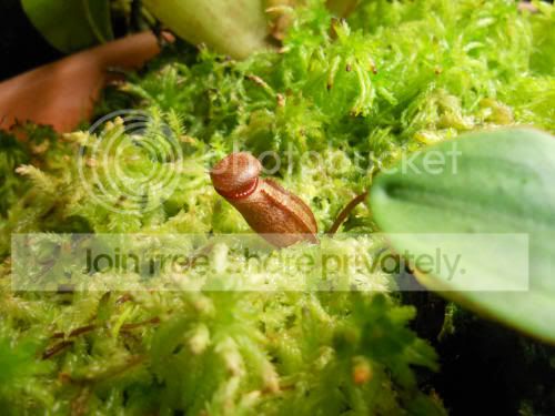 Nrajah_7-15-12.jpg