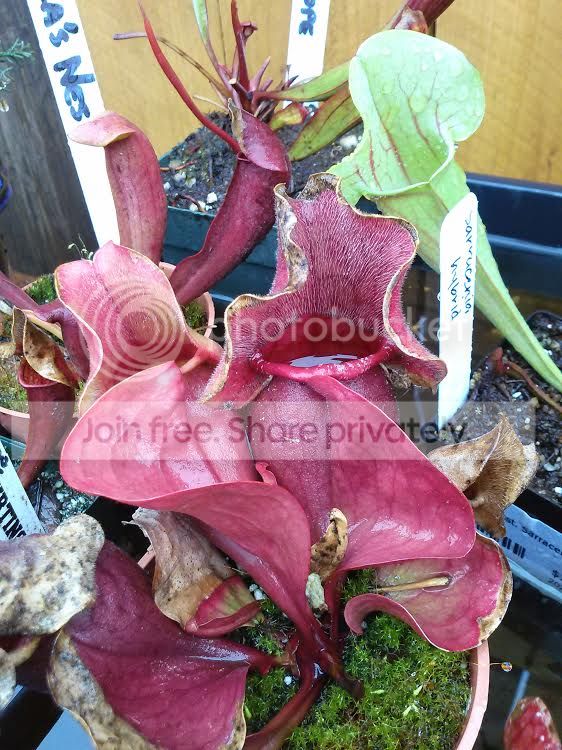 purpures_zps781aa651.jpg