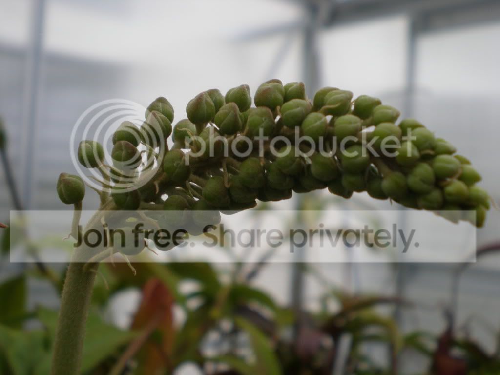 IzumxTruncafloweropening.jpg