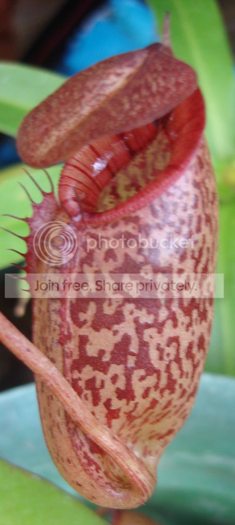 DSC09633_zpsa4d7ed07.jpg