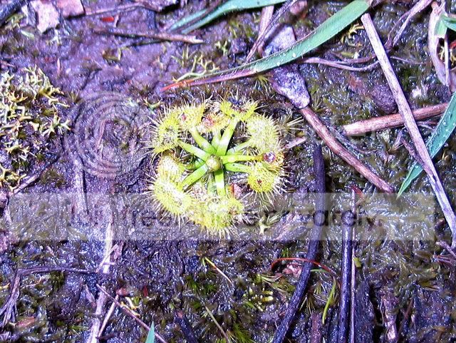 UnknownDrosera.jpg