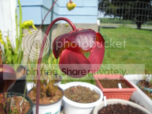 Spurpurea_5-22-12.jpg