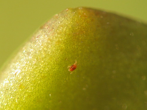 3457223173_21825abccb.jpg