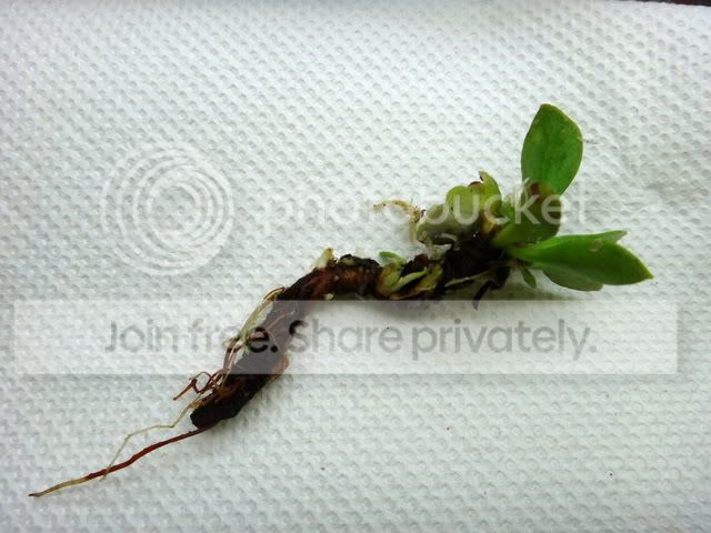cephalotus_rhizome.jpg