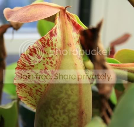 truncata7.jpg
