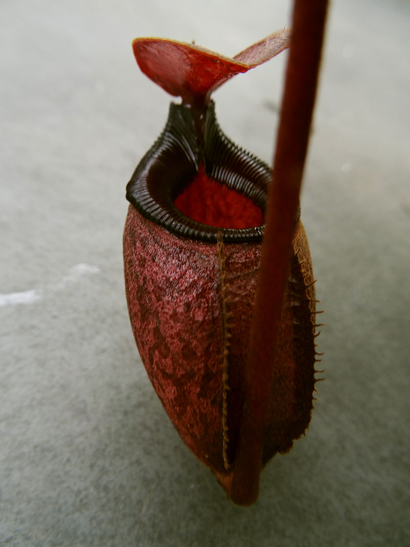 nepenthes-rajah-1.jpg