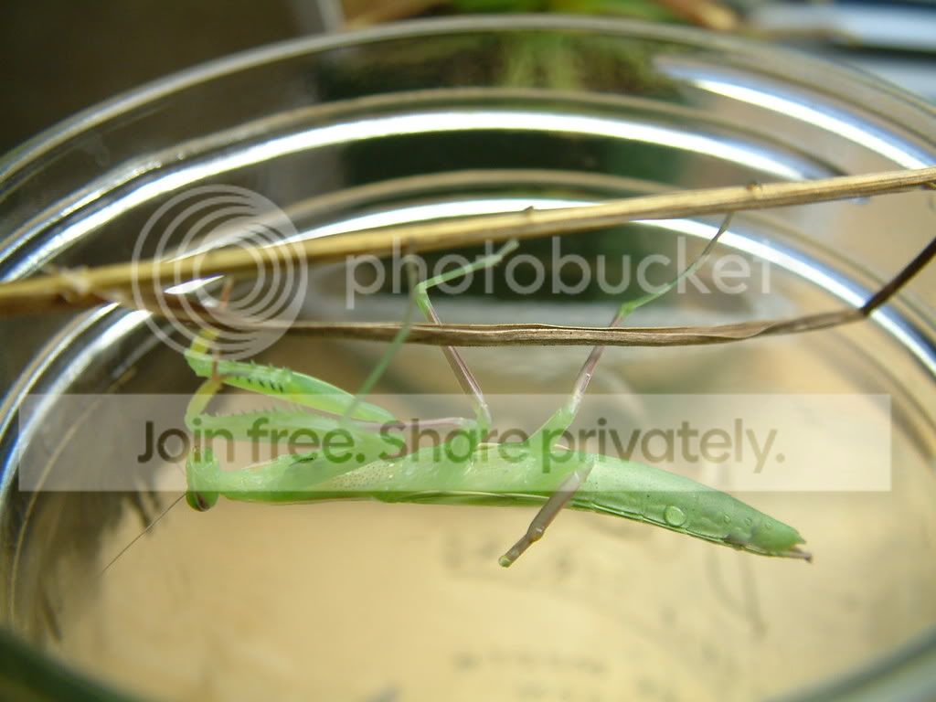 GreenMantis001.jpg