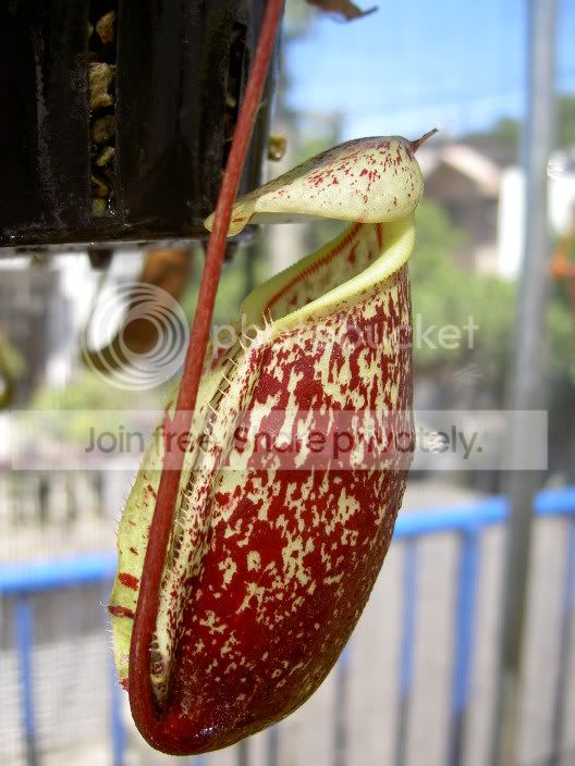 Nepenthesrafflesianaxsibuyanensis05.jpg