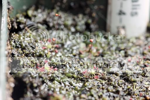 DRO61-IMG_0458w2-1.jpg