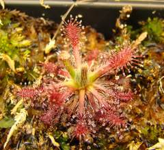 Drosera_neocaledonica-1.JPG