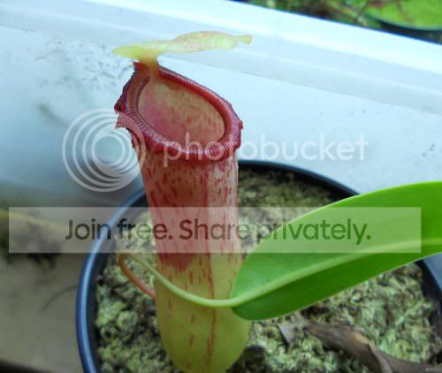 Nventricosa_11-21-11.jpg