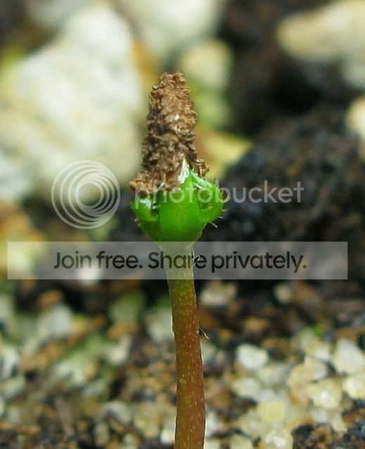 IMG_1732-Roridula-gorgonias-seedling.jpg