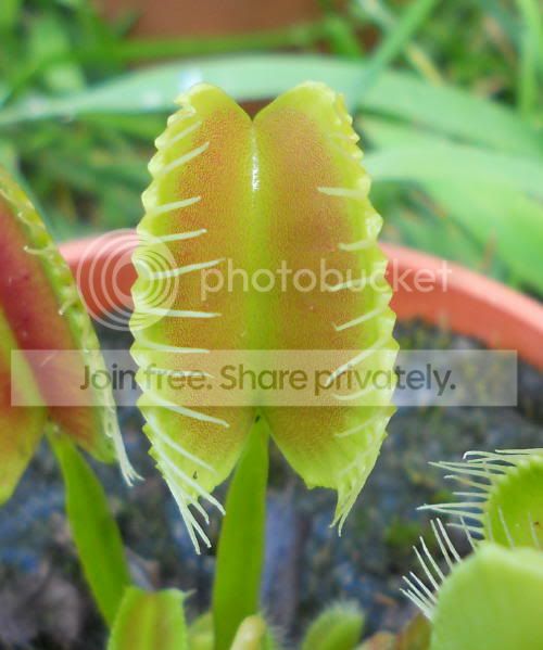 VFT_8-5-11.jpg