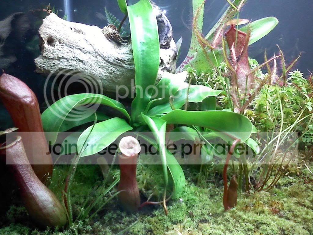 ventricosa_comparison.jpg