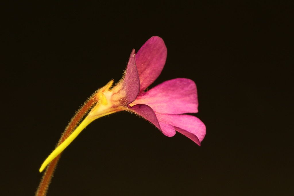IMG_6735_zpsmkbs3bn4.jpg