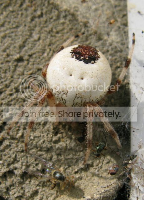 IMG_0305-spearhead-spider-August-21-2012.jpg