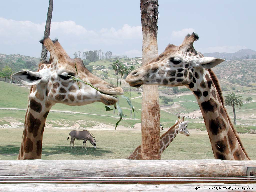 giraffes.jpg