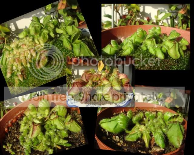 cephalotus_july2009.jpg
