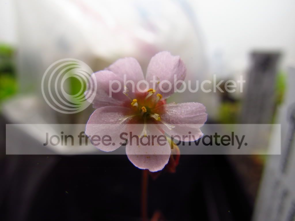 Flowers005.jpg