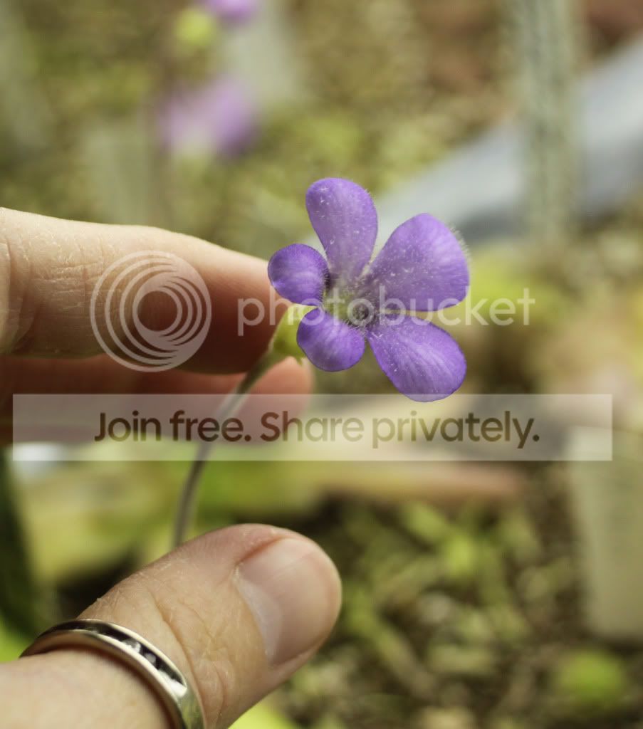 no13flower.jpg