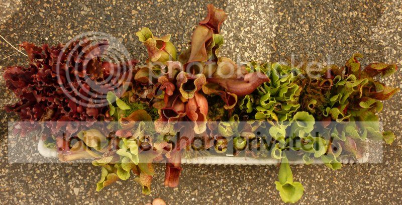 Purptray082712RS.jpg