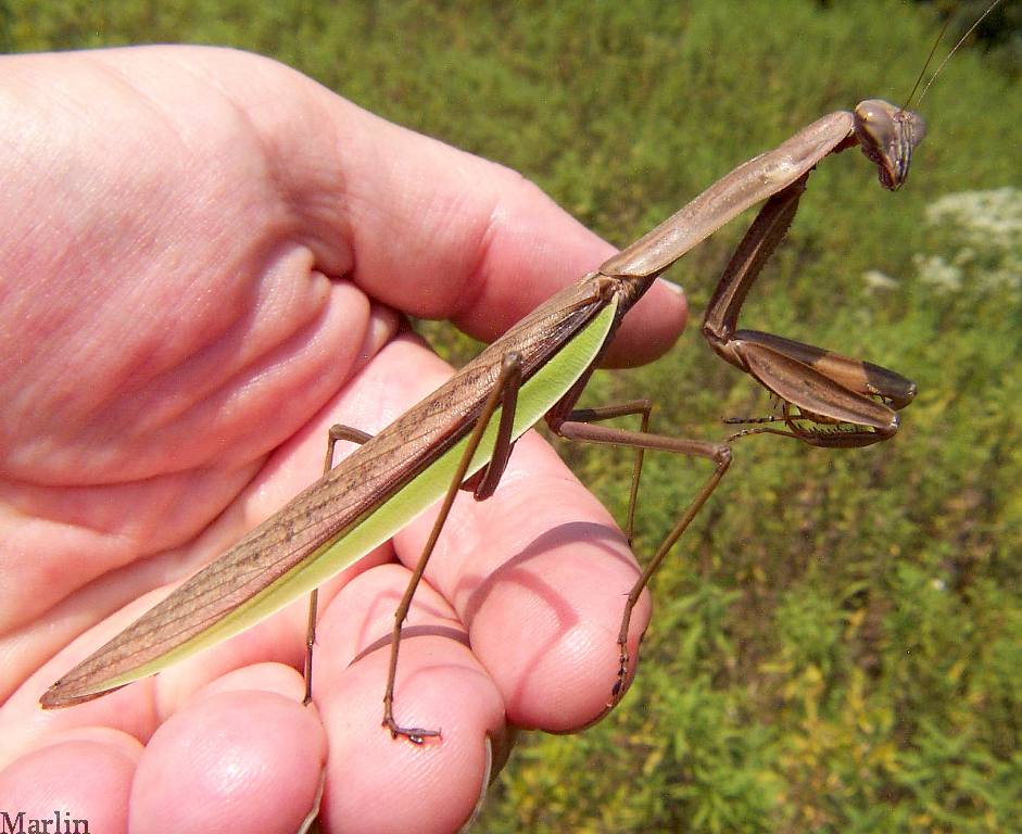 Chinese_mantis_09.jpg